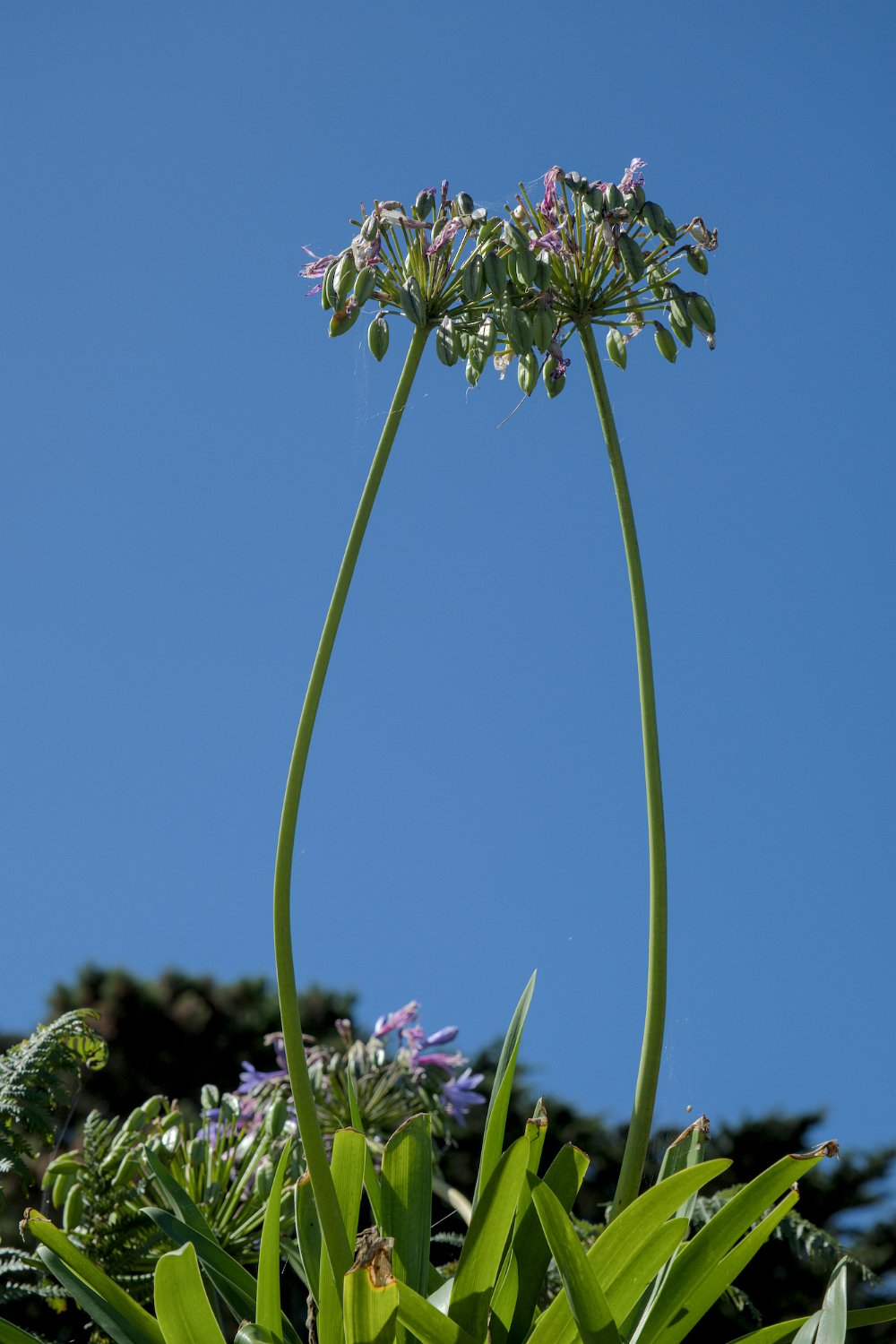 Agapanthe