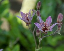 Lys de Formose (Tricyrtis formosana)